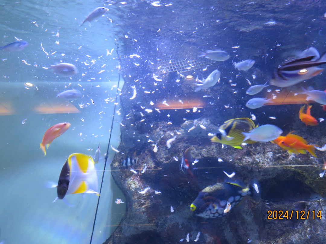 Tropical Environment Greenhouse Dome-板桥区必去景点
