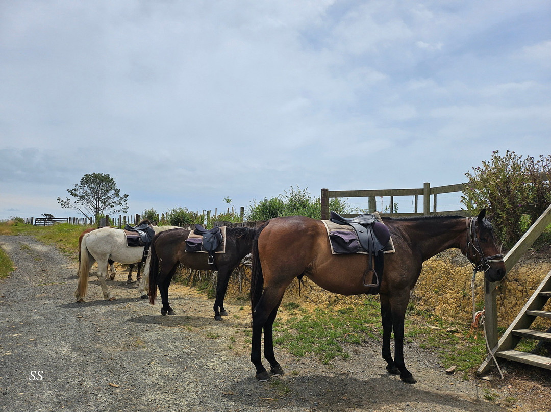 Horse Trek'n-派希亚必去景点