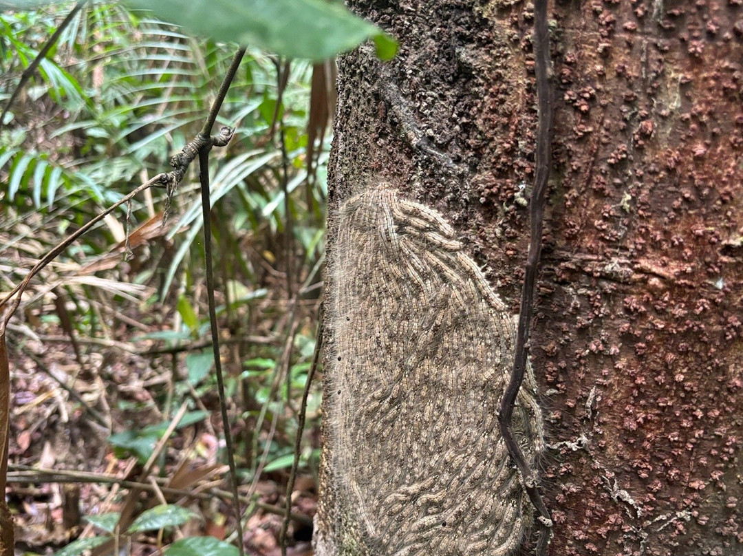 Birds of Peru Tours-马尔多纳多港必去景点