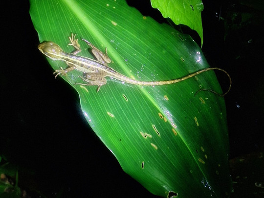 Caretta Tours Tortuguero-利蒙港必去景点
