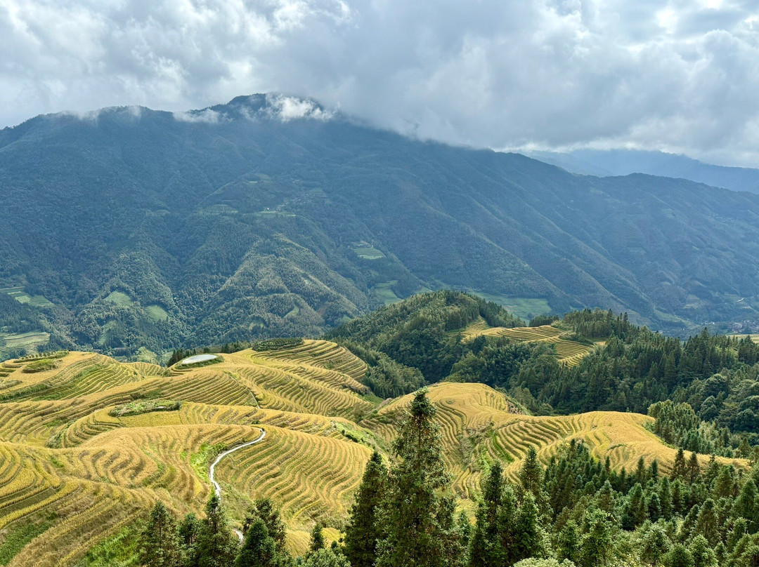 Longji Rice Terraces景点图片