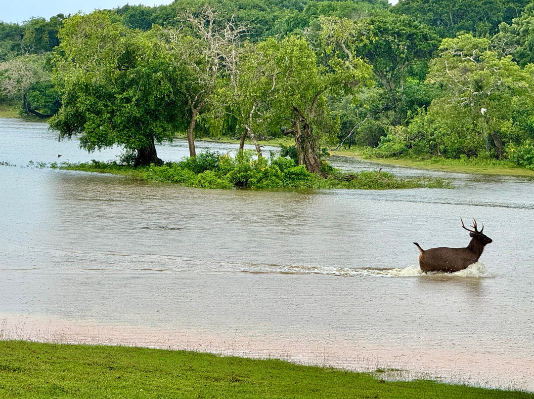 Ceylon Safari Tours景点图片