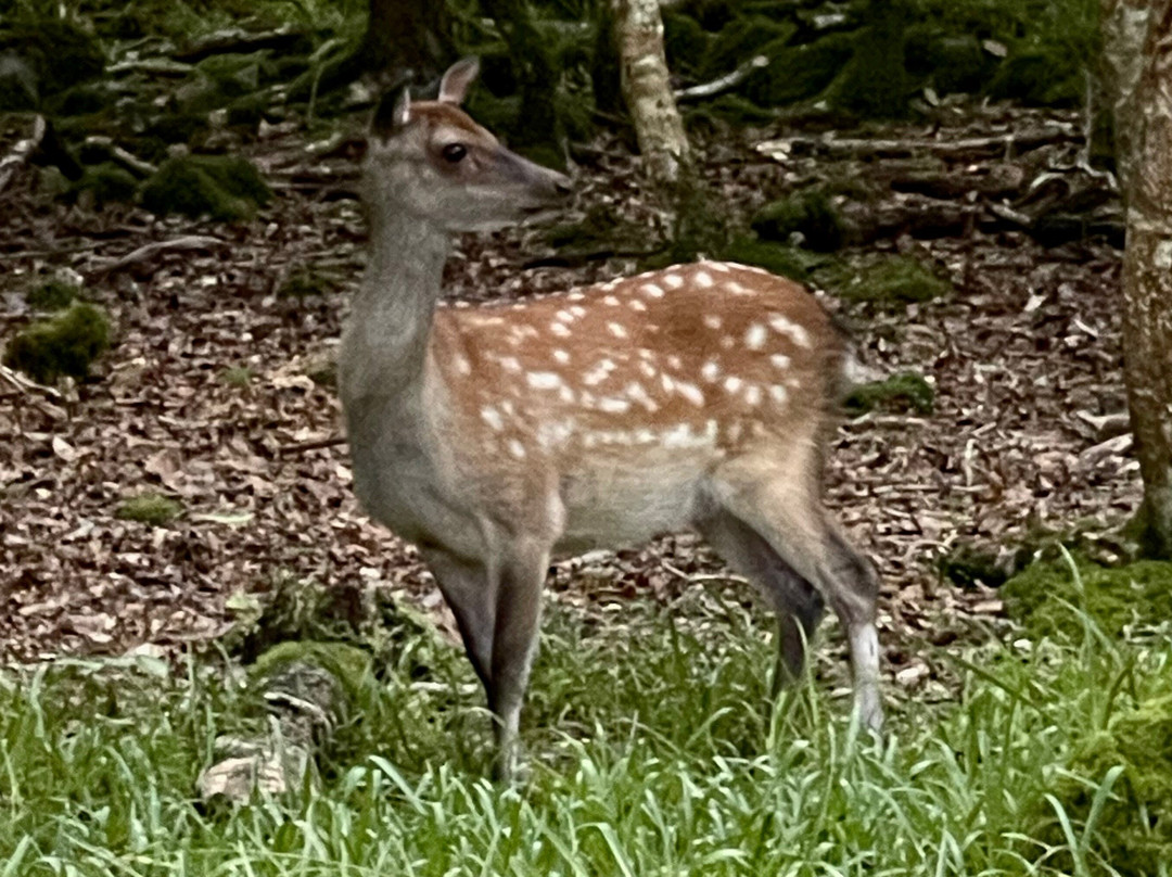 Gerry Murphy Chauffeur Services from Dublin-都柏林必去景点