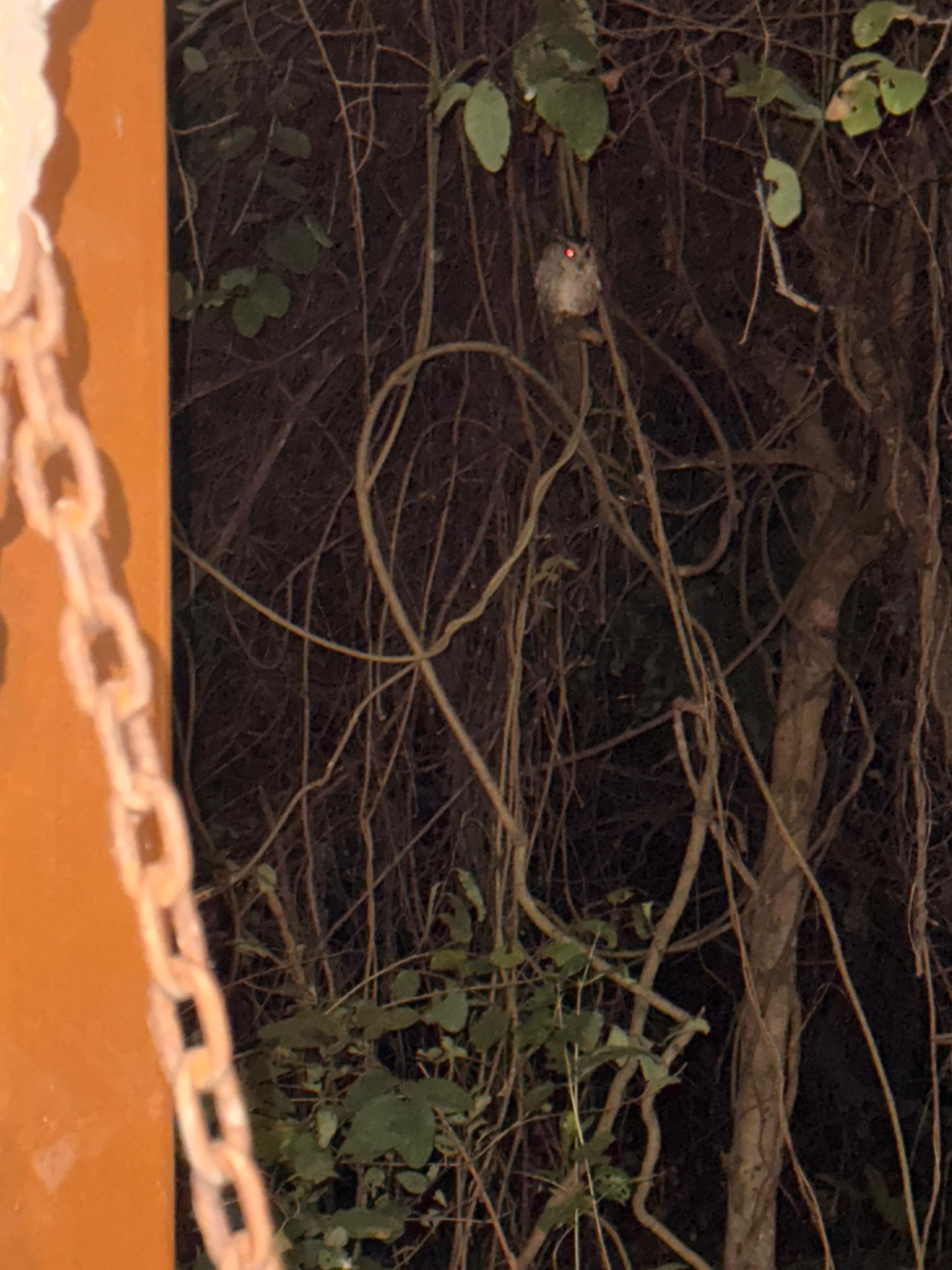 Mahua Vann Pench Resort-酒店景观
