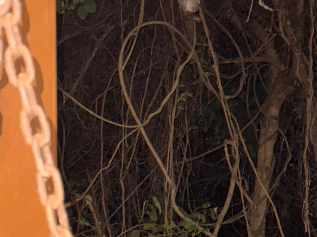 Mahua Vann Pench主图