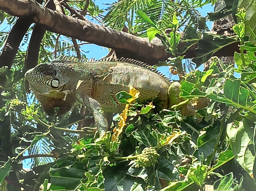 Jeri Norte Passeios-杰里科科拉必去景点