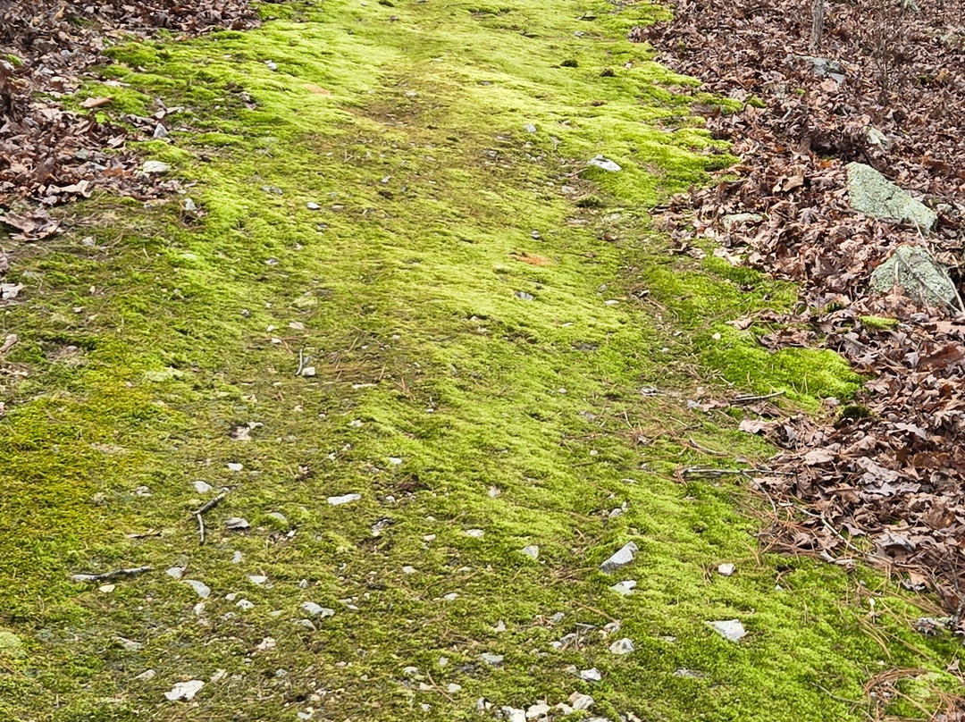 Tree House Cabins at River of Life Farm主图