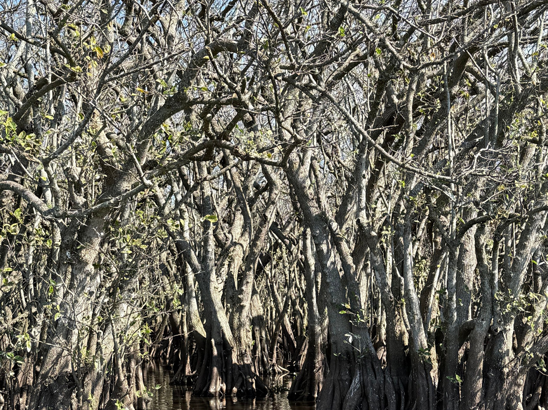 Master Gator Airboat Tours of Palm Beach County景点图片