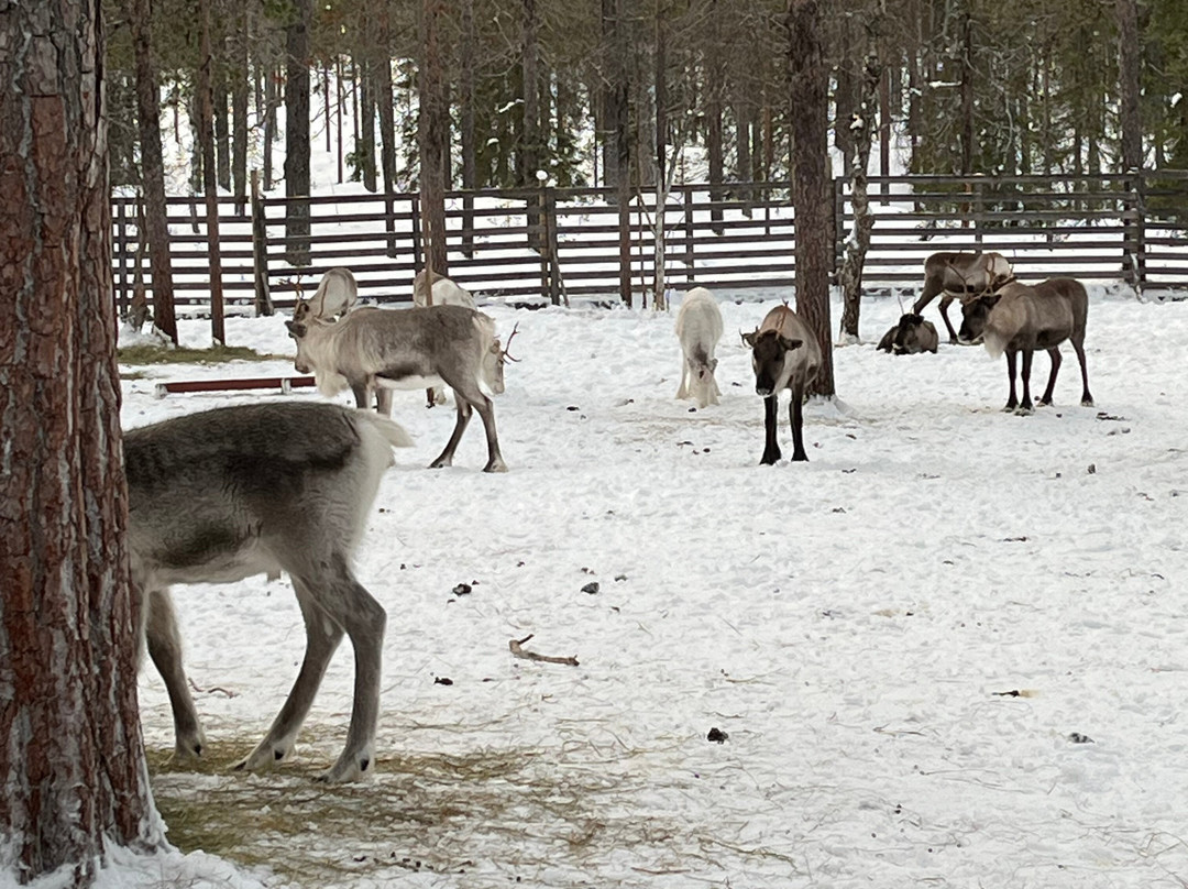 Snow Fun Safaris Lapland-Akaslompolo必去景点