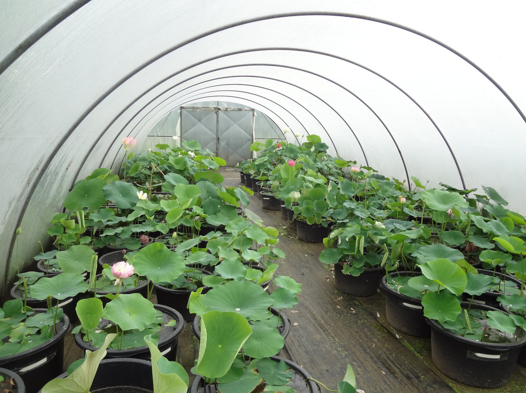 Seerosenfarm-Michendorf必去景点