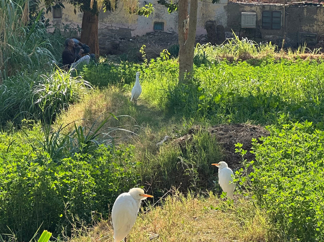 Bayt Zaina - Nubian Hospitality House主图