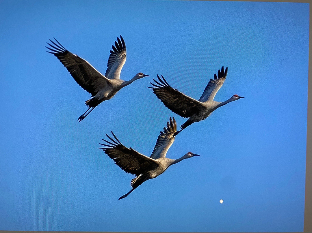 Aransas Bay Birding Charters-罗克波特必去景点