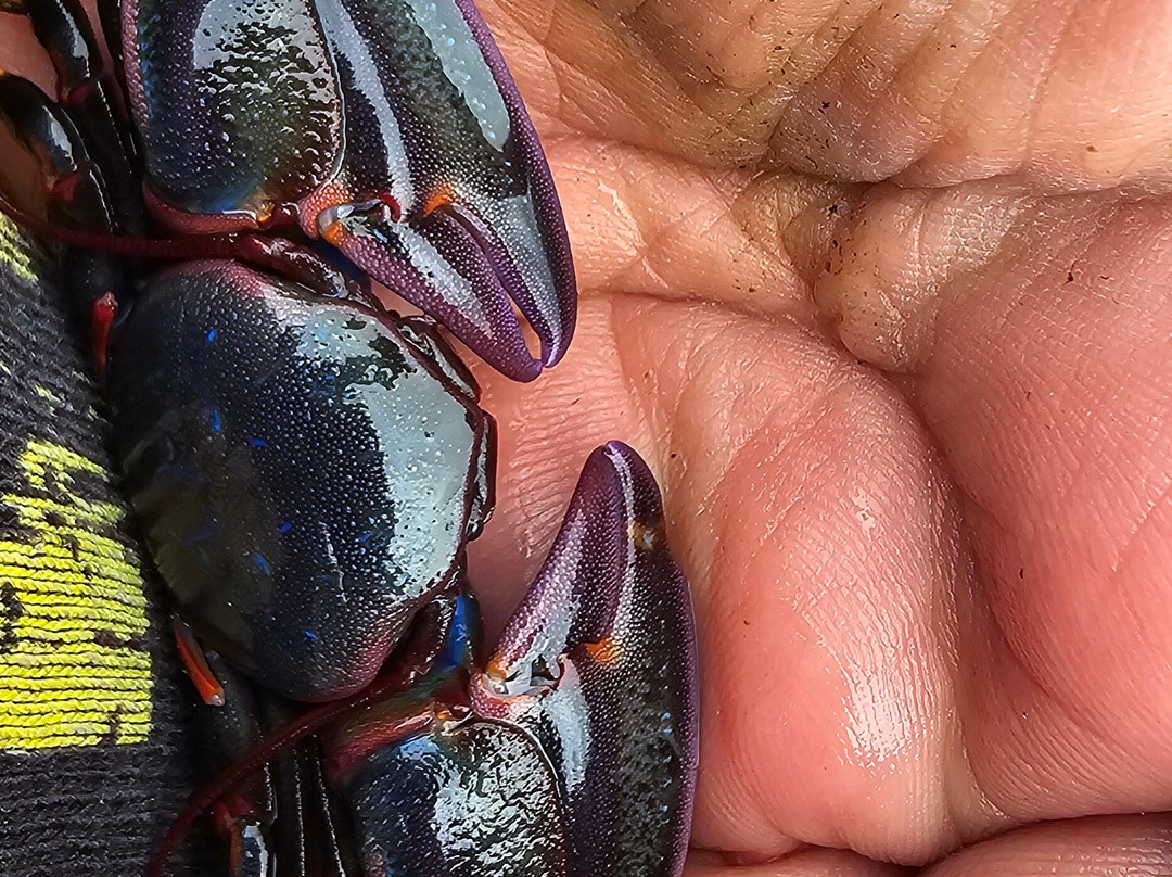 Zapallar Beach-萨帕亚尔必去景点