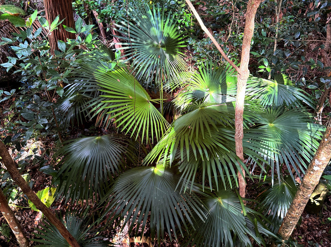 Sea Acres Rainforest Centre Port Macquarie-麦克夸利港必去景点