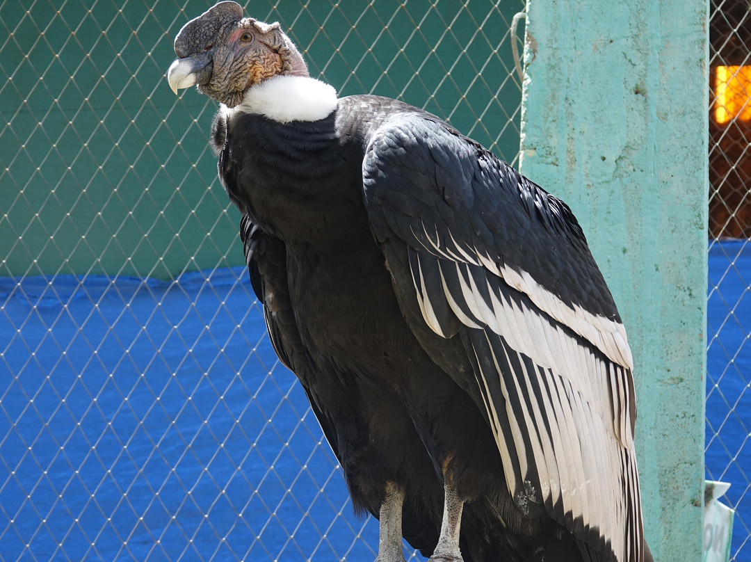 Cochahuasi Animal Sanctuary-库斯科必去景点