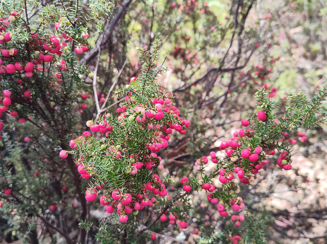 Pepper Bush Adventures - Day Tours景点图片
