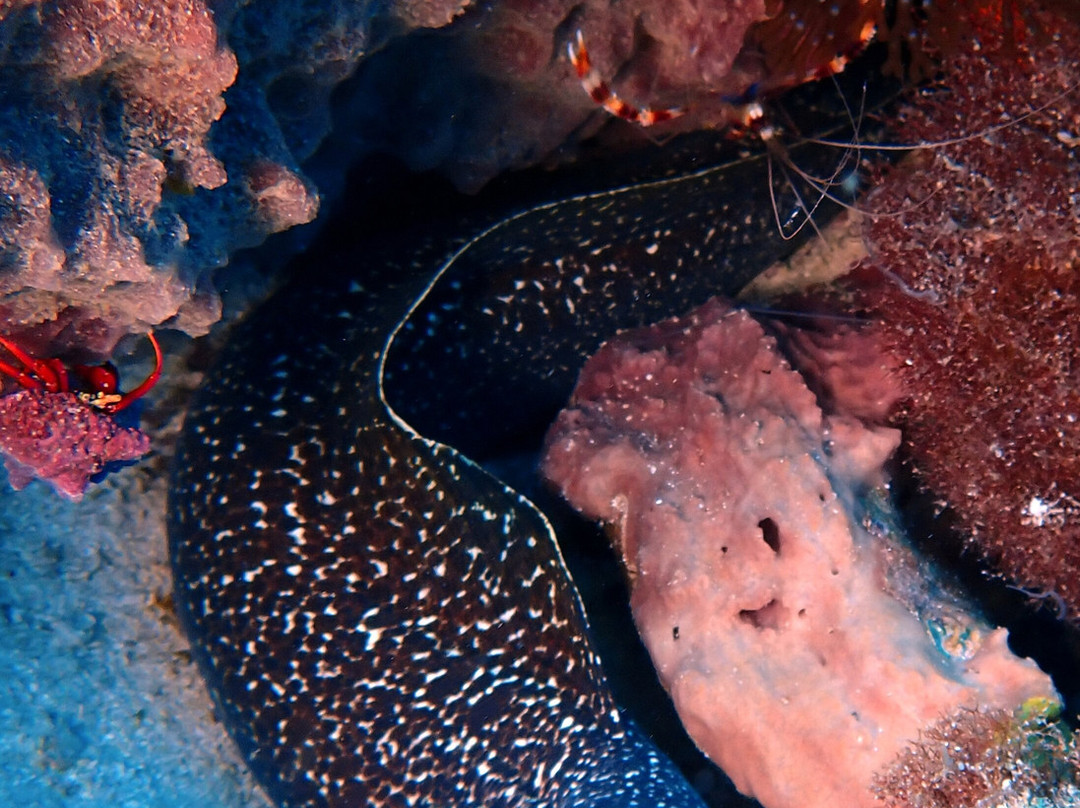 Deep Turtle Plongee-Les Anses d'Arlet必去景点