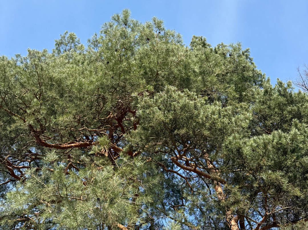 Sanatoriy Valuevo主图