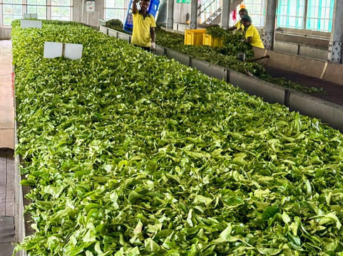 Kandy Hotels  Cars-康提必去景点