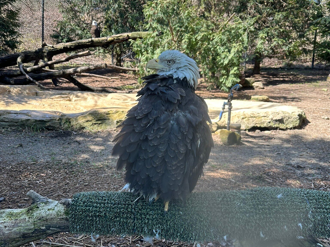 Akron Zoo-阿克伦必去景点