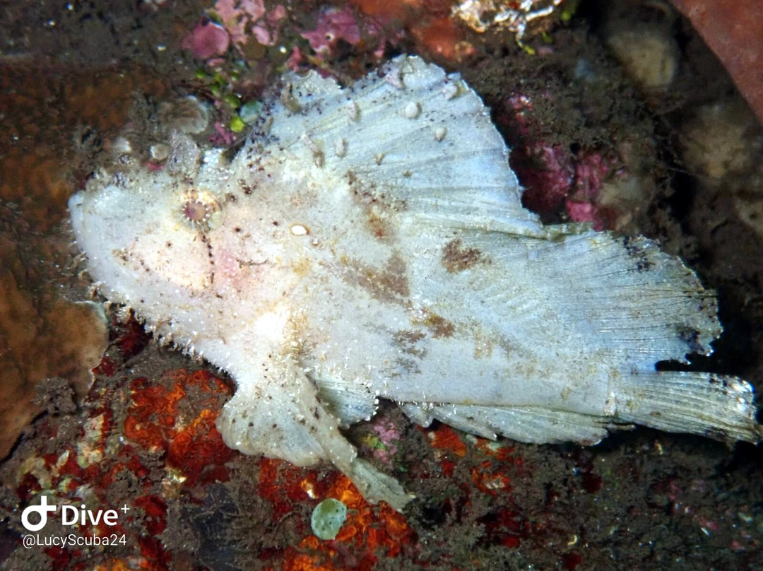 Scuba Tribe Bali-图兰本必去景点