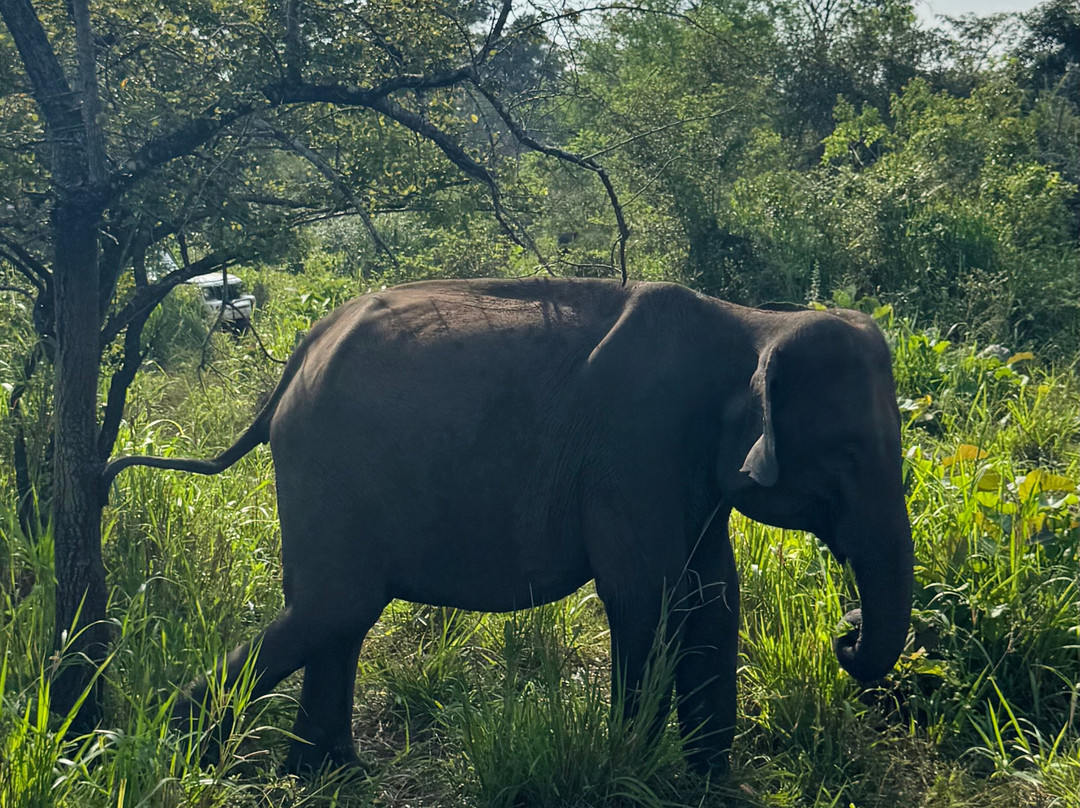 Chauffeur Sri Lanka by Dohansa Lanka Tours景点图片
