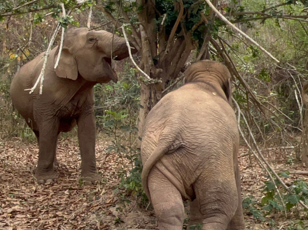 MandaLao Elephant Conservation景点图片