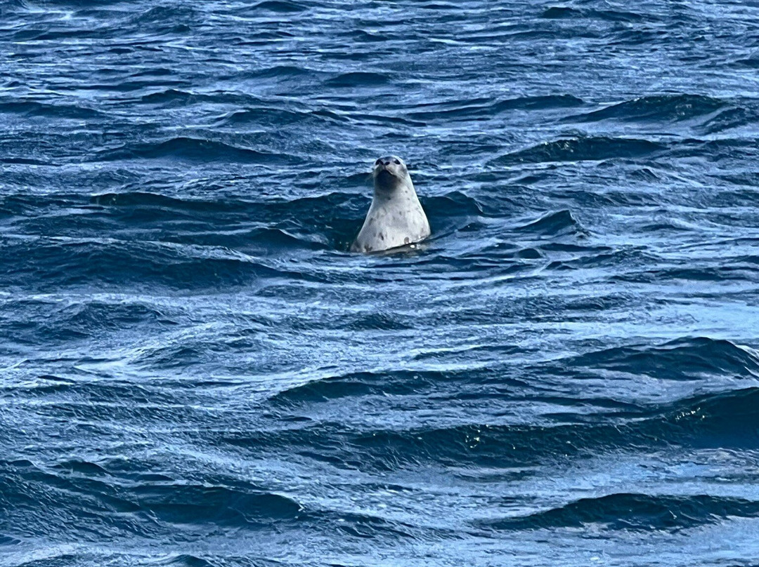 Save The Bay Seal Watch & Nature Cruises-纽波特必去景点