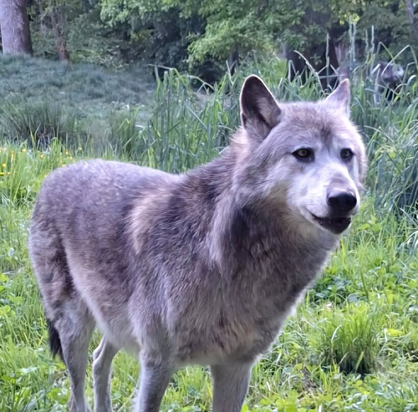Parc Animalier De Sainte-croix景点图片