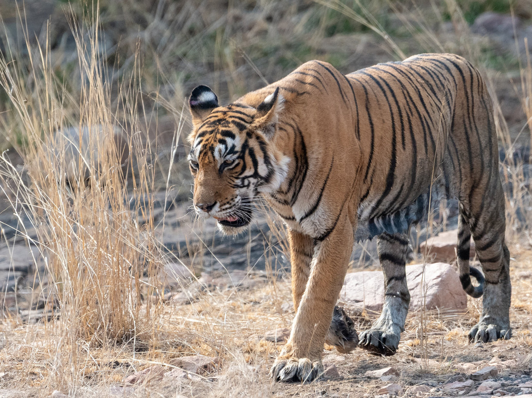 Ranthambhore Tiger Reserve景点图片