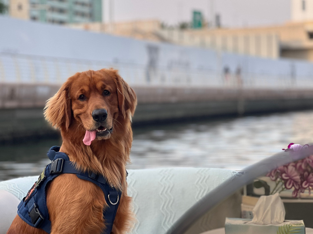 Orca Boats-阿布扎比必去景点