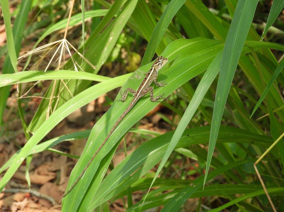 Ceylon Resort Wilpattu主图