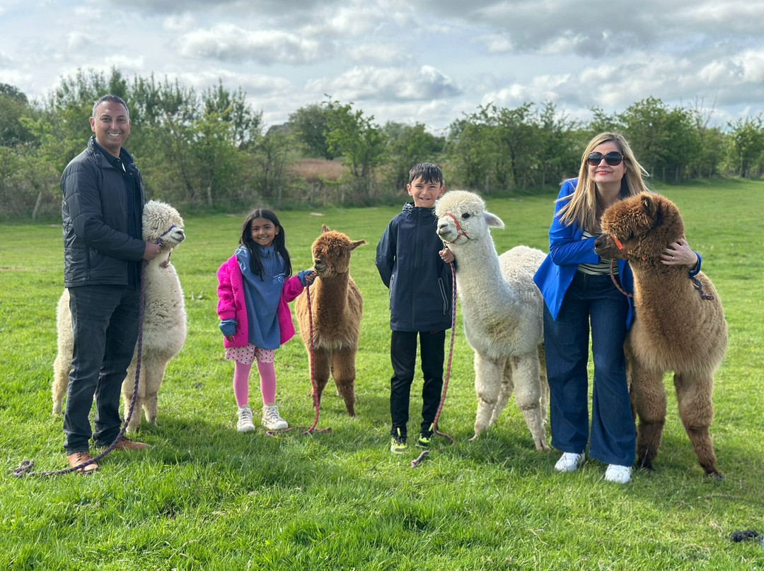 Alpacas Of Scotland Experience Ltd-Drongan必去景点