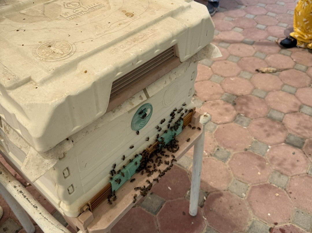 Hatta honey Bee Garden-赫达必去景点