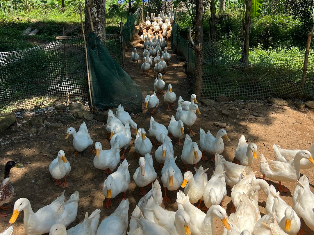 Tang's Farm Quang Binh-Hung Trach必去景点
