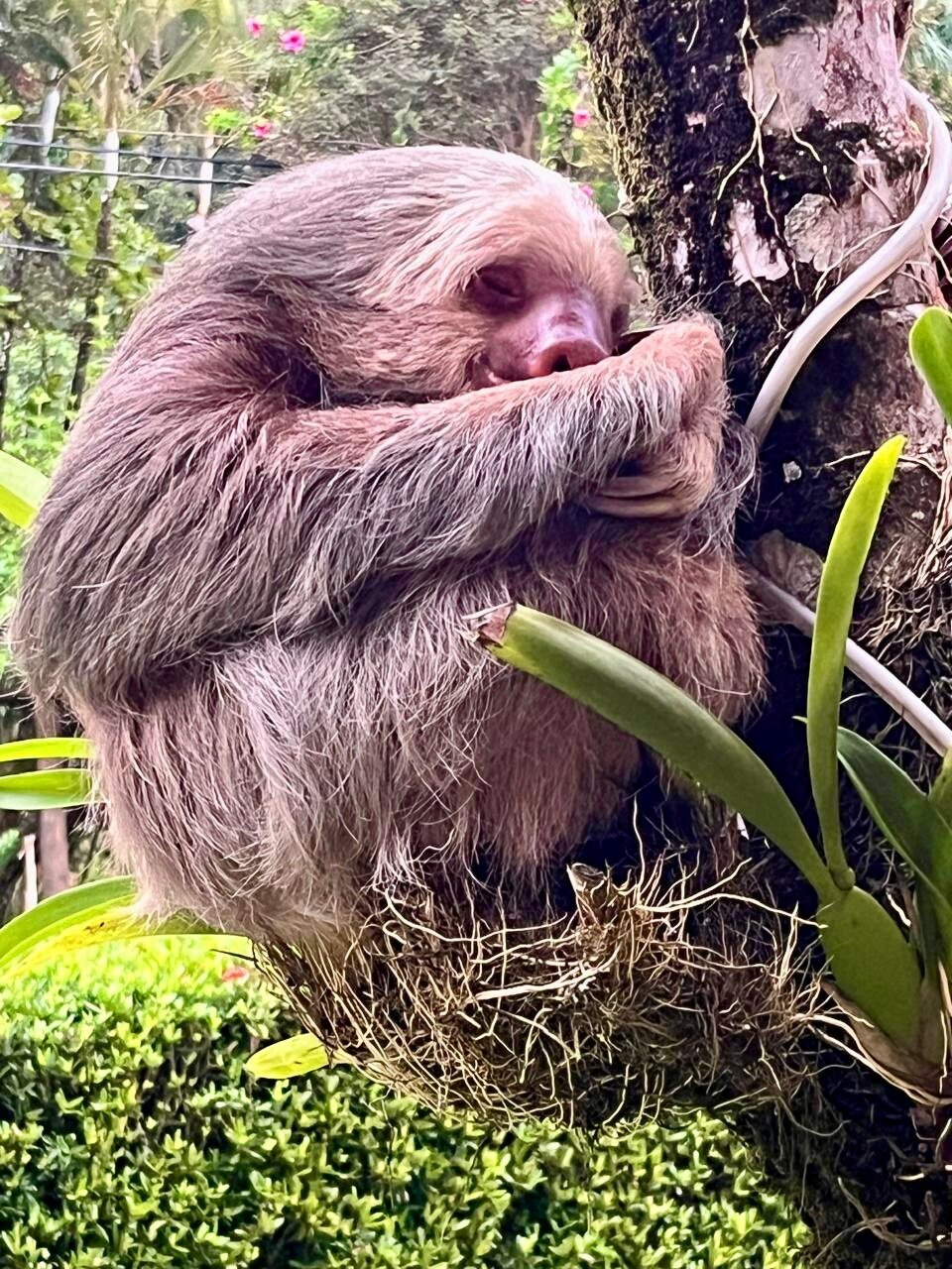 Hotel Delfin Playa Bejuco-官方