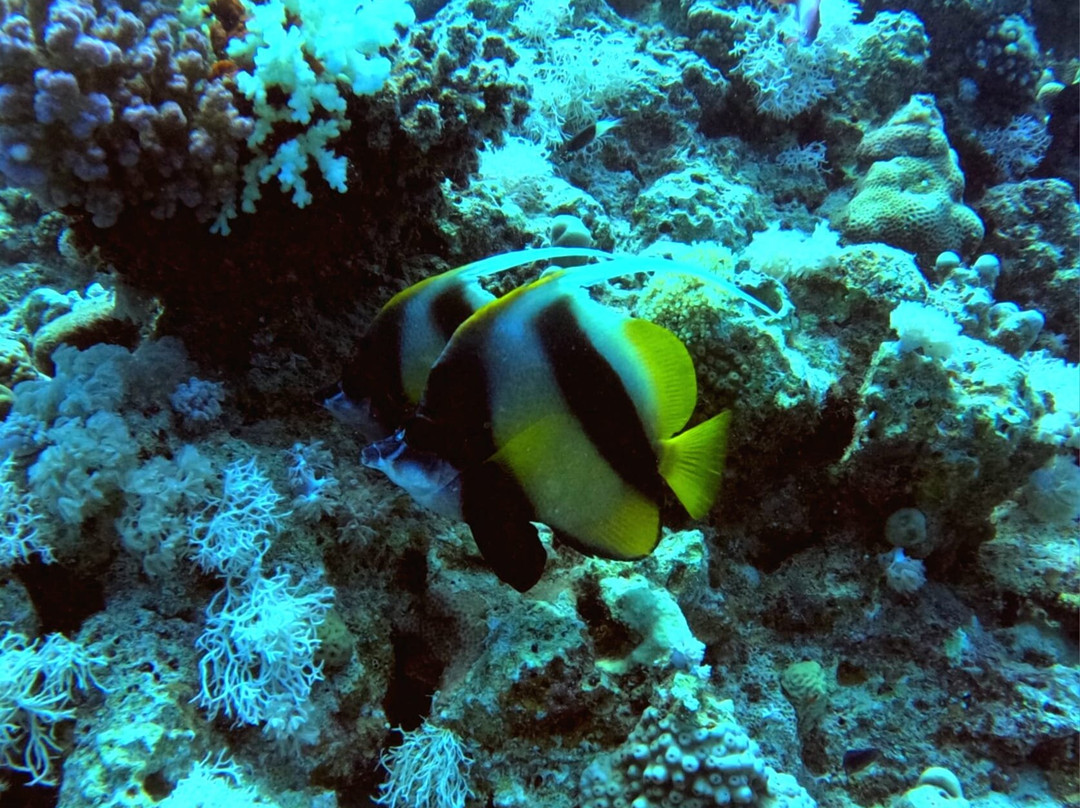 ORCA Dive Club Soma Bay景点图片