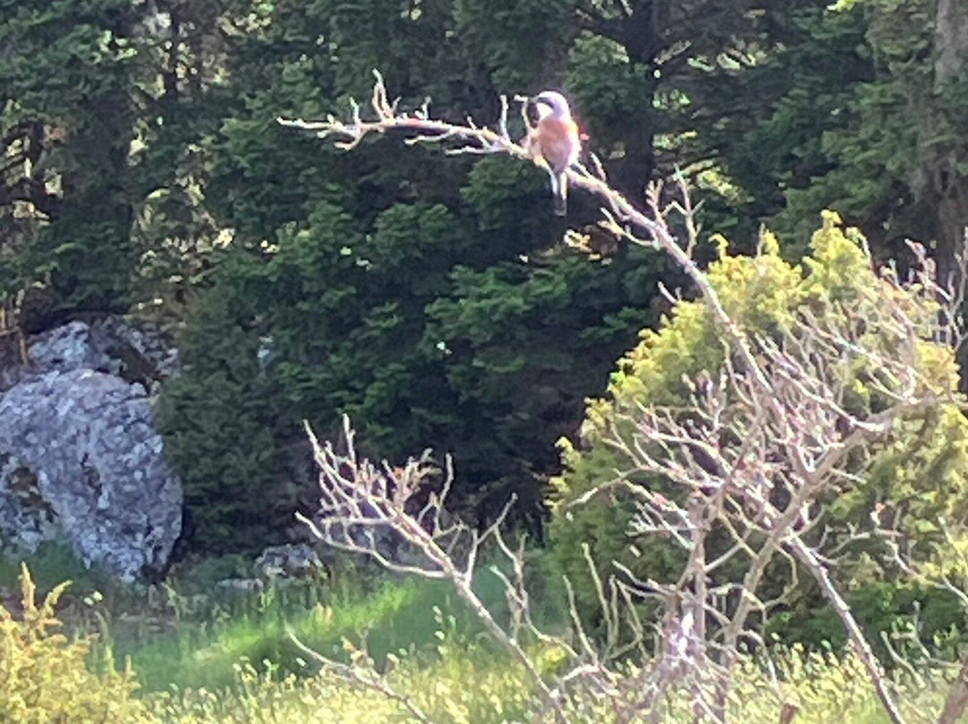 Greece Bird Tours-Marathon必去景点