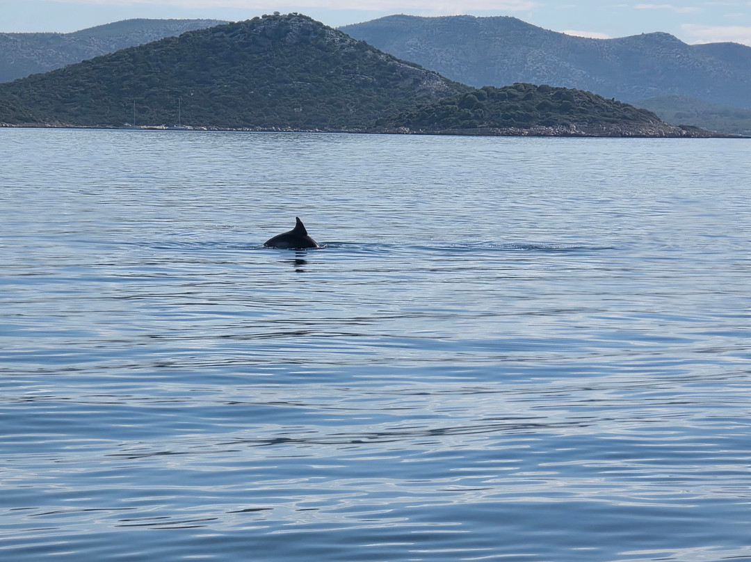 Dolphin Watching Tour - Murter景点图片