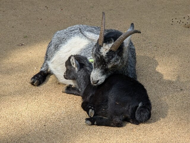Tierpark Cottbus-Cottbus必去景点