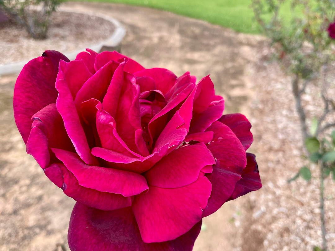 Theresa Lane Park-Gulgong必去景点