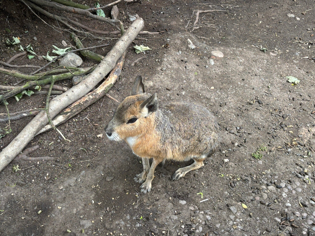 Exotic Zoo Wildlife Park + Natural History & Dino Museum景点图片