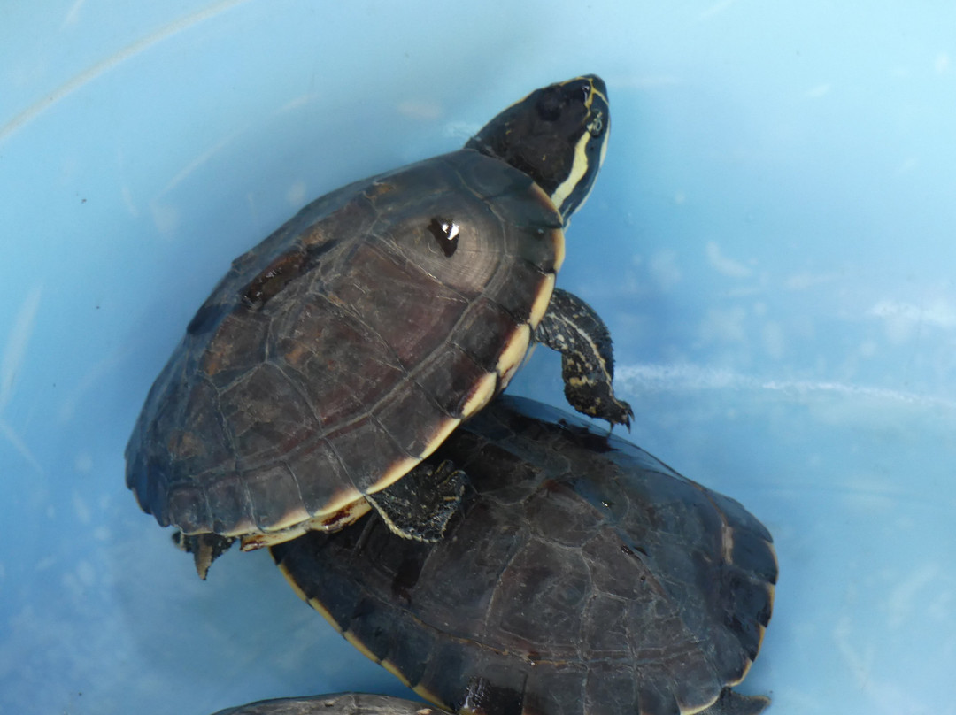 Sa Dec Market-Sa Dec必去景点