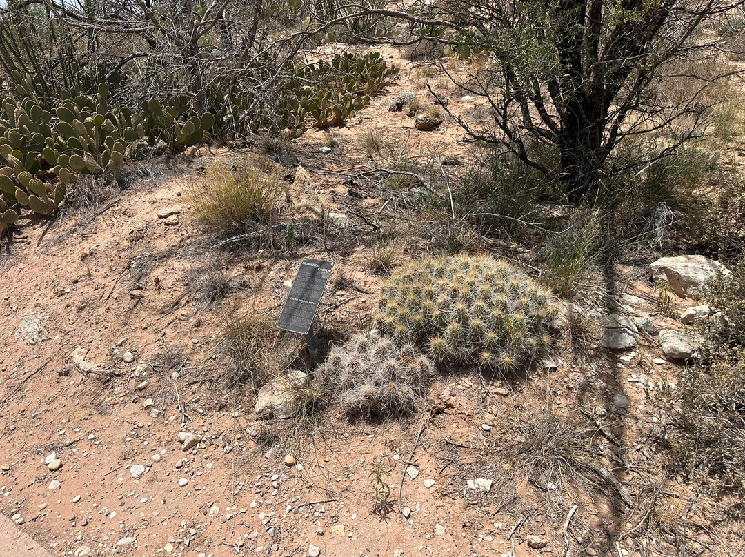 Living Desert Zoo and Gardens State Park-卡尔斯巴德必去景点