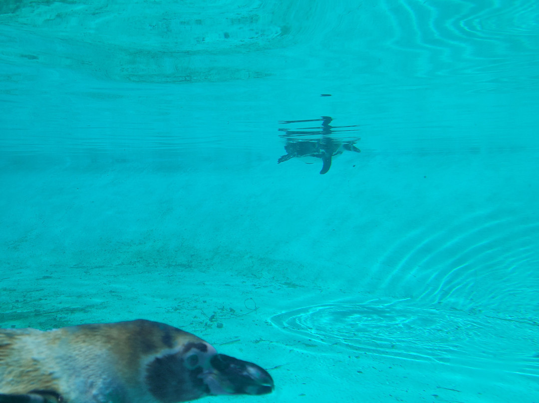 Skopje ZOO-斯科普里必去景点