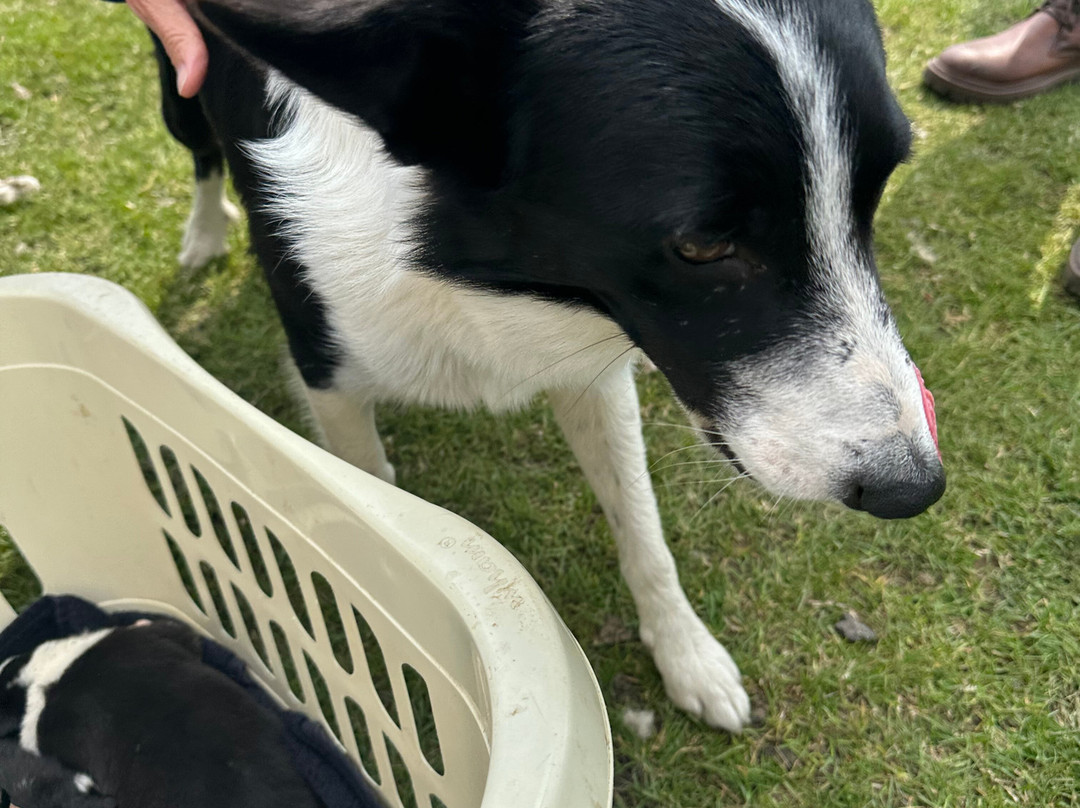 Working Sheepdogs-Kincraig必去景点