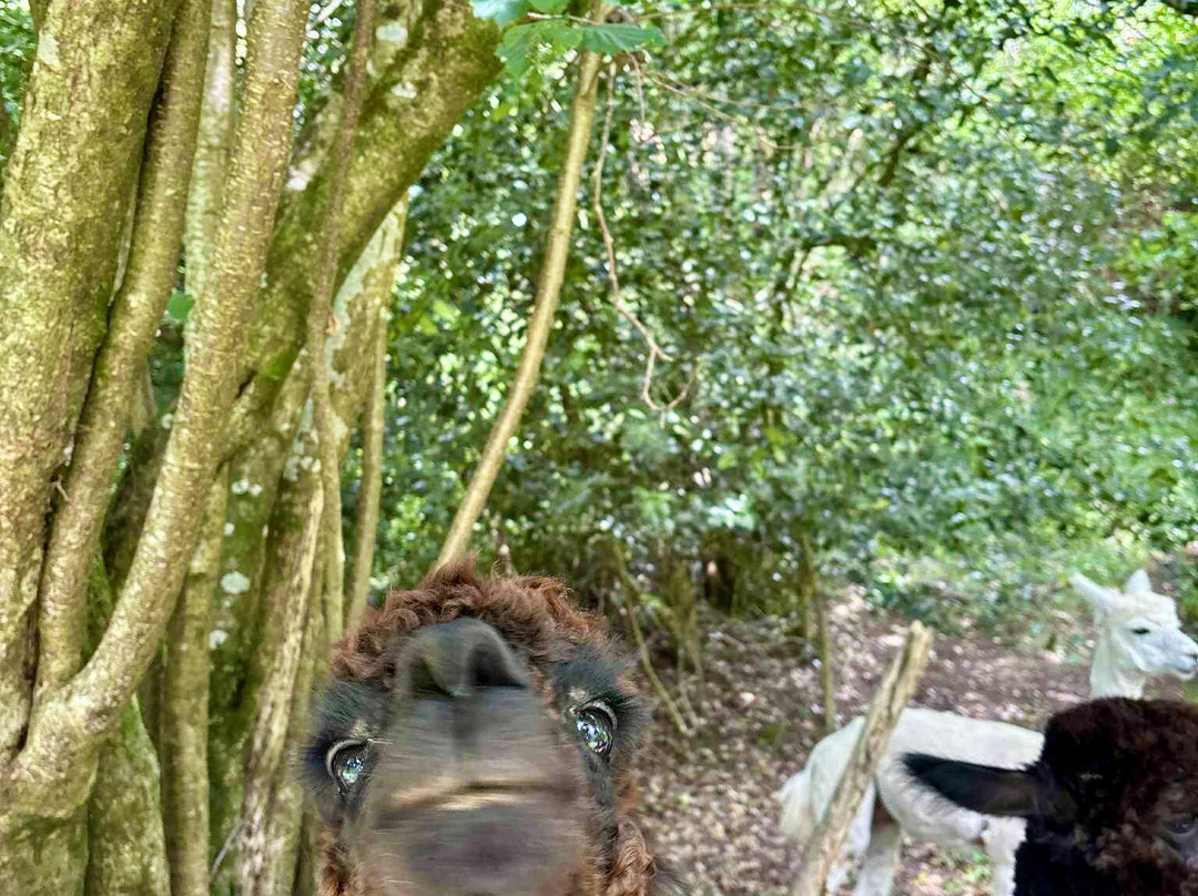 Bell Farm Alpacas-Pensford必去景点