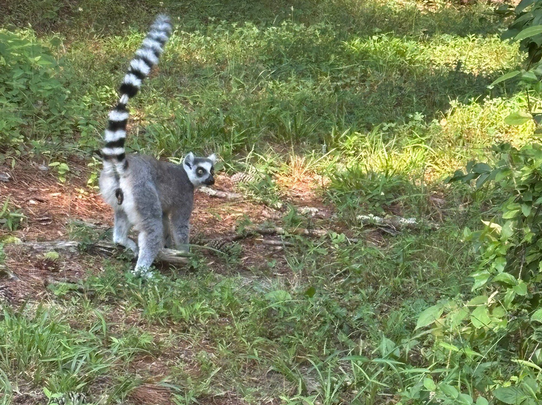 Duke Lemur Center-达勒姆必去景点