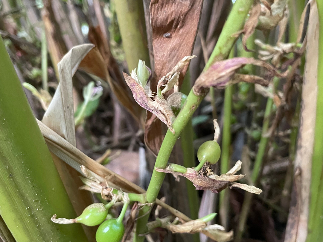 LK Travels & Tours SRI LANKA-卡尔库达必去景点