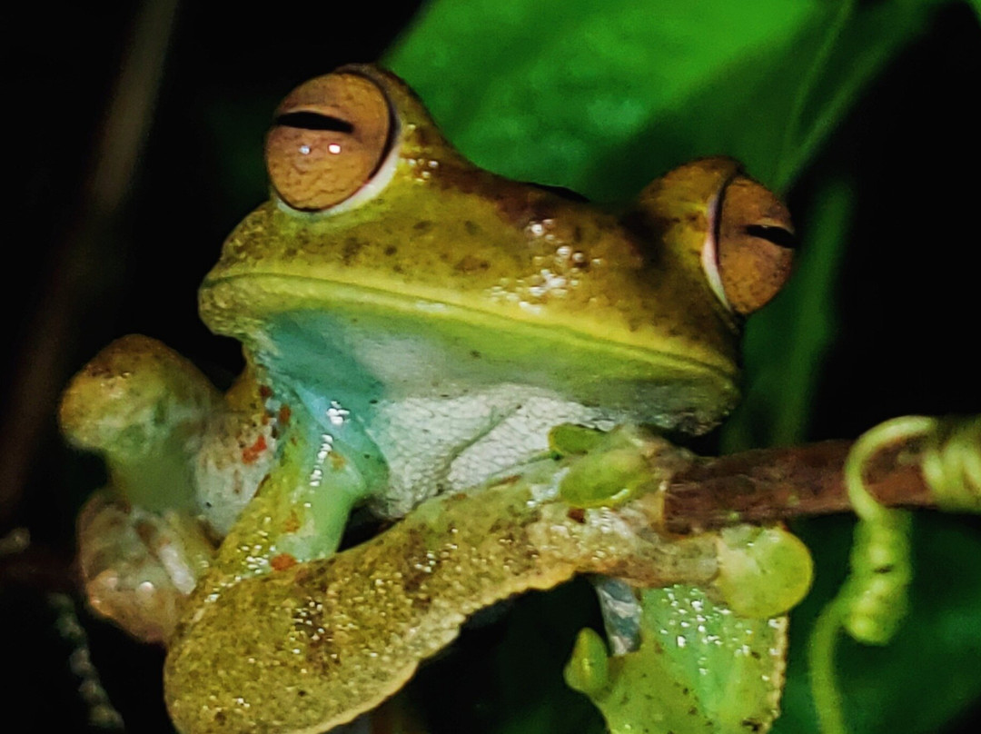 Royer Tours Mindo-明多必去景点